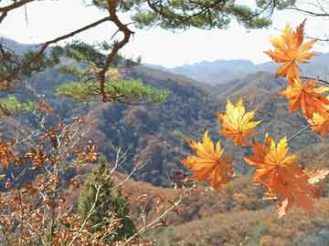 印度墜機(jī)已造成地面5名醫(yī)學(xué)生遇難